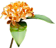 Benzoin   